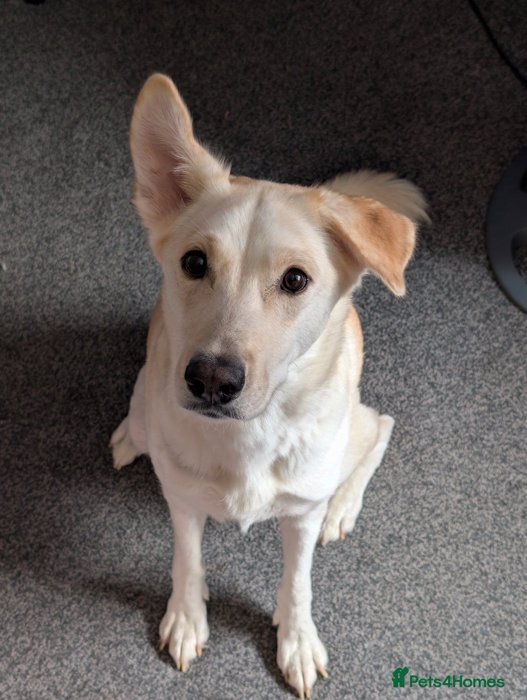 Mixed Breed dogs for sale: Gerhusky kelpie Labrador mix - Advert 1