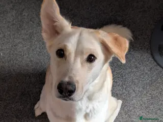 Mixed Breed dogs Gerhusky kelpie Labrador mix - Advert 4