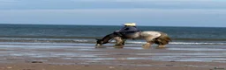 Irish Cob horses for sale: Grey Roan Cob 14hh 6 years old  - Advert 12
