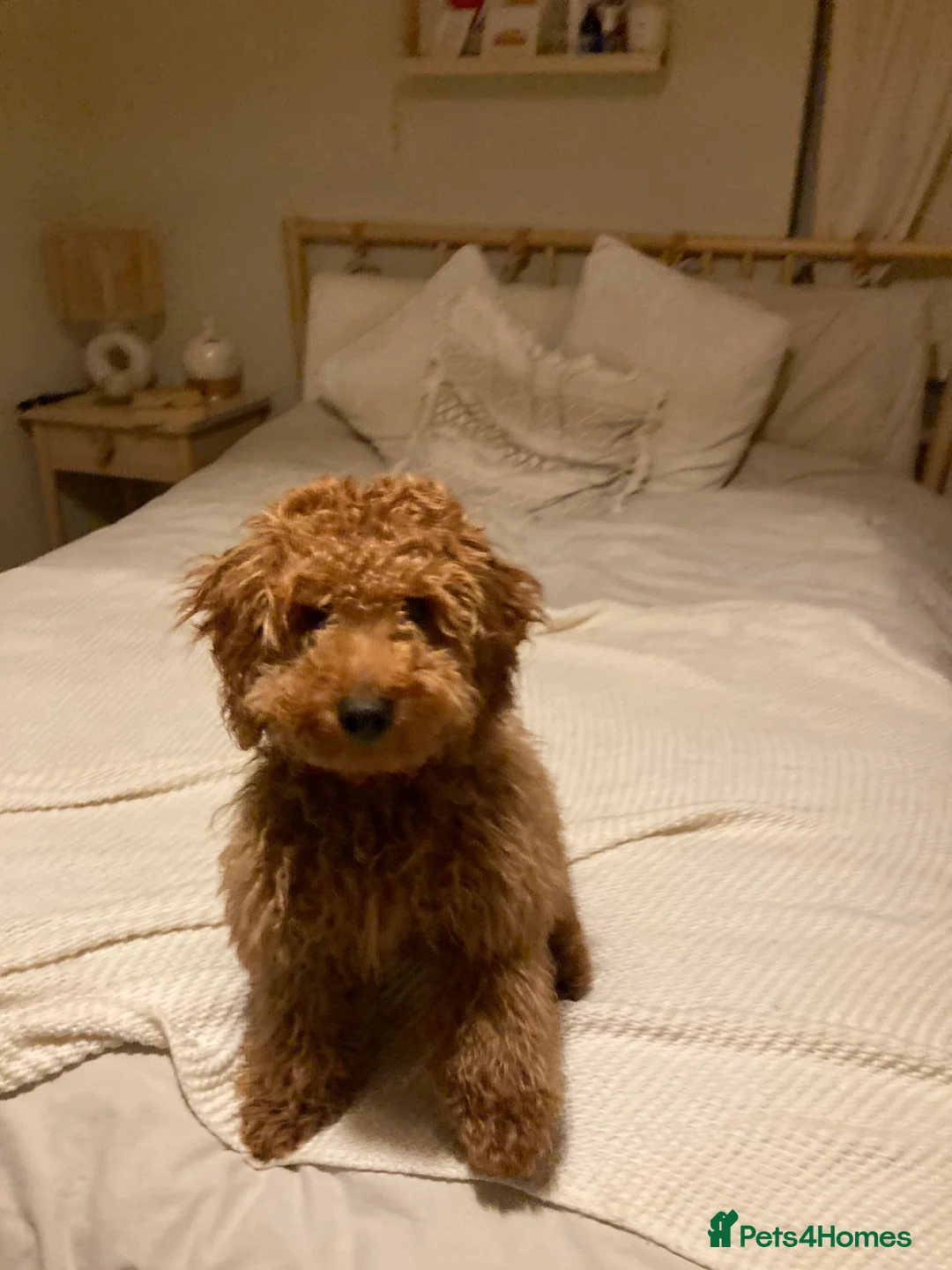 Miniature Poodle dogs for stud: Rufus  - Advert 22