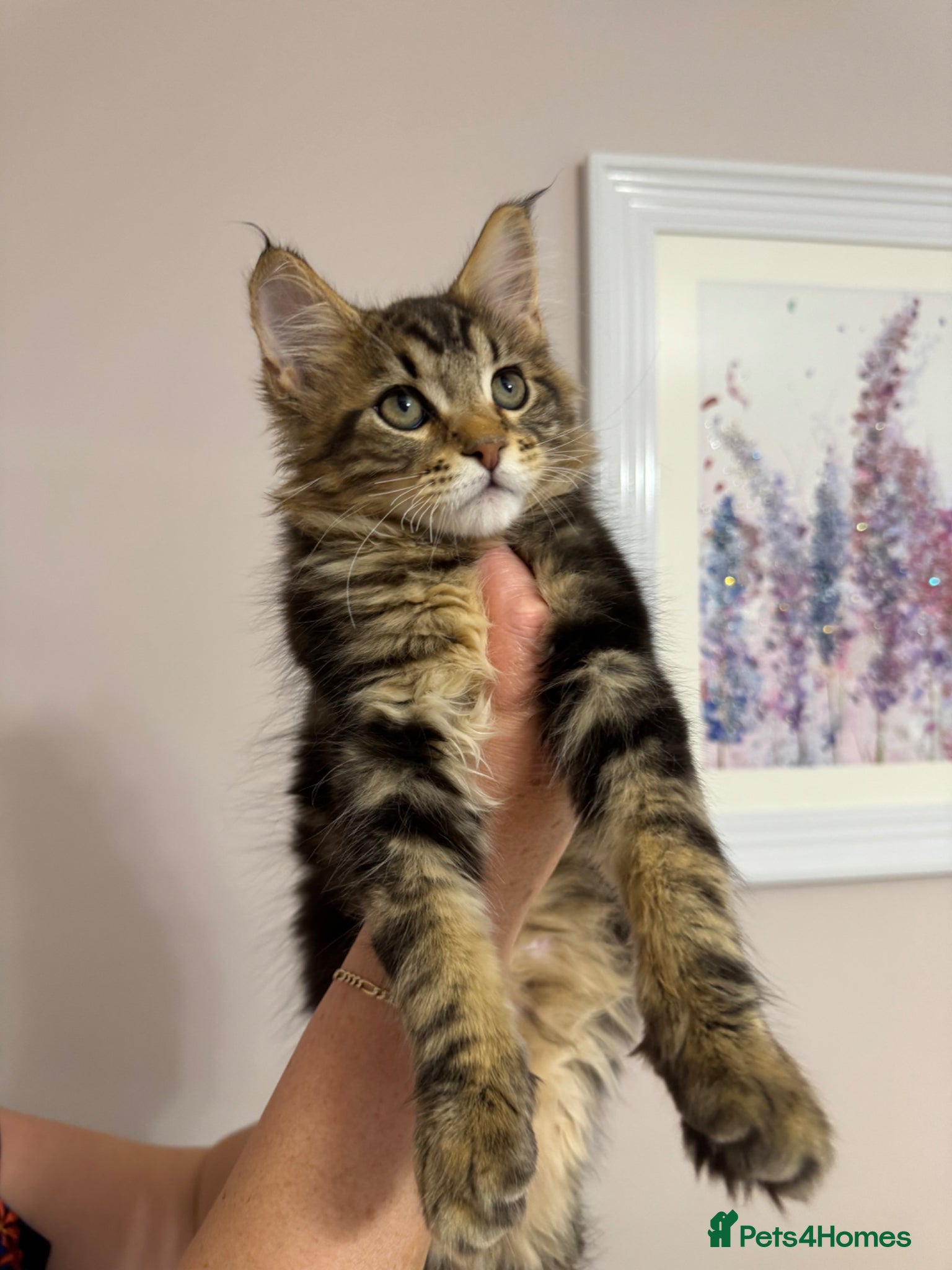 Maine Coon cats Maine Coon Kittens 🏆 20+ gen 🧬 Full Pedigree - Advert 2