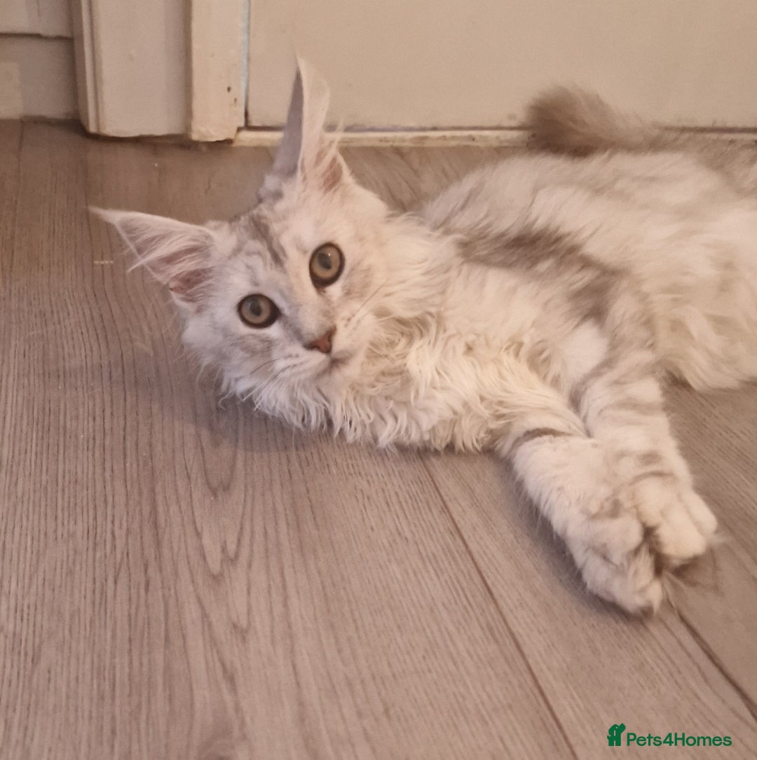 Maine Coon cats for sale:  high Silver smoke maine coon  - Image 7