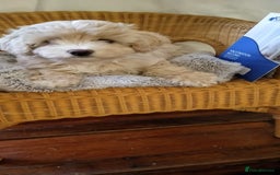 Cavachon dogs for sale:  🐾 Cavapoochon Puppies! 🐾 - Image 3