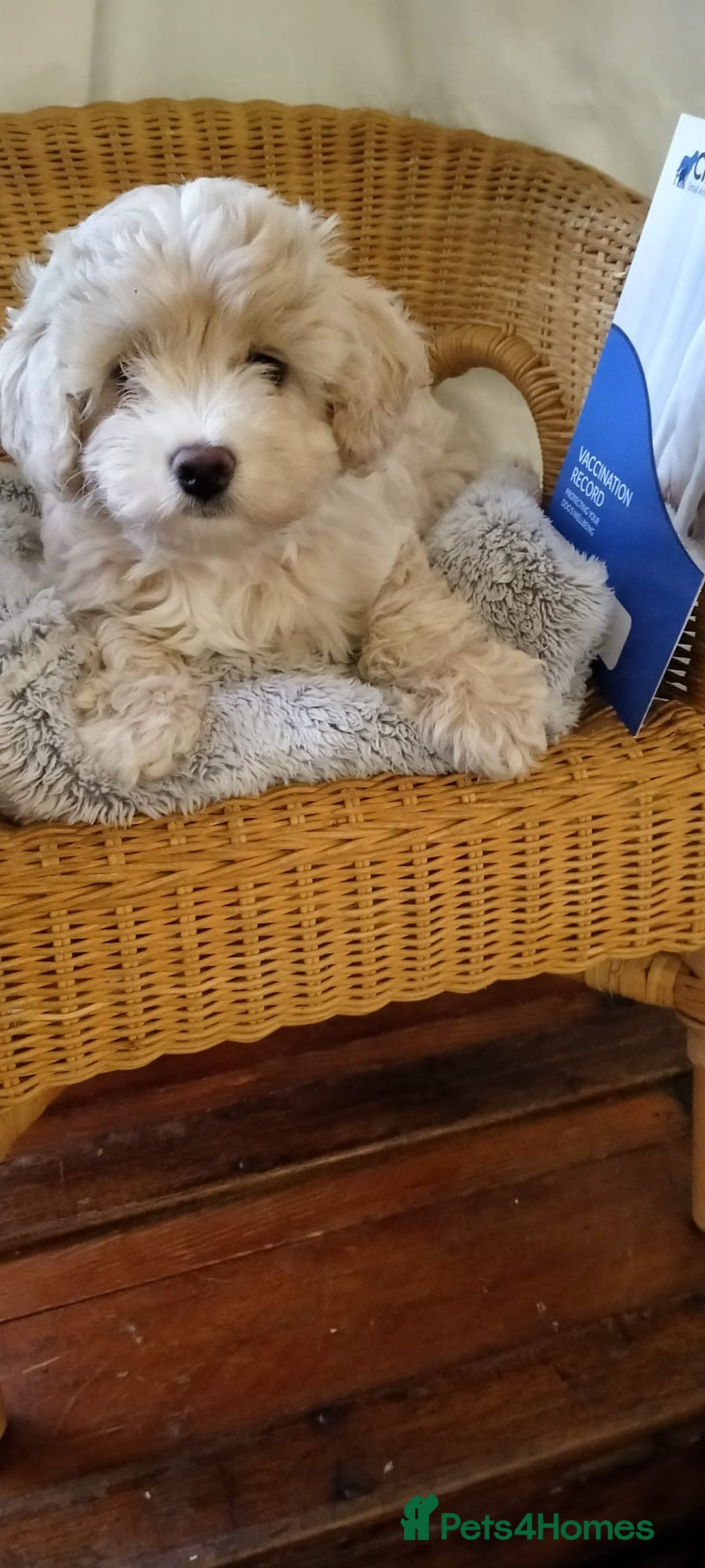Cavachon dogs for sale:  🐾 Cavapoochon Puppies! 🐾 - Image 3
