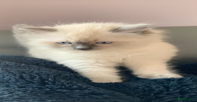 Ragdoll cats - Advert 5