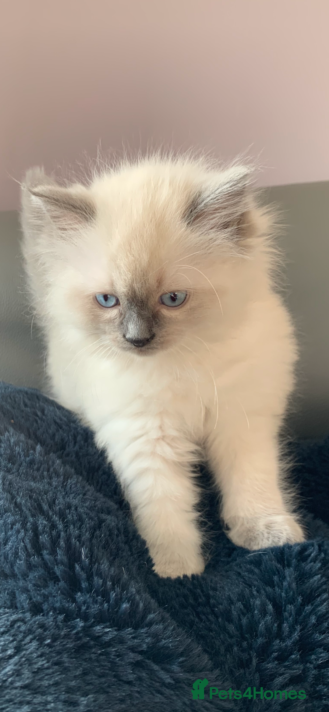 Ragdoll cats for sale: Pure Bluepoint Ragdoll kittens - Image 3