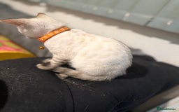 Bengal cats for sale: Blue Eyes Snow Lynx Bengal Kittens - Image 35