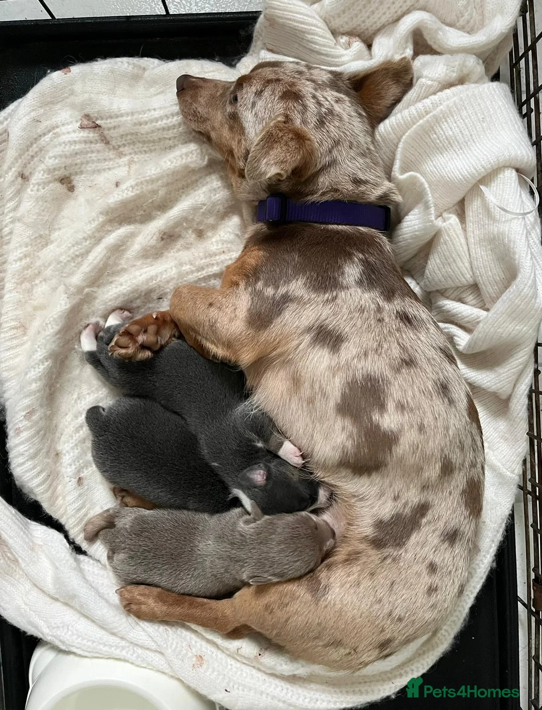 Jack Russell dogs for sale: Jack Russell  - Advert 7