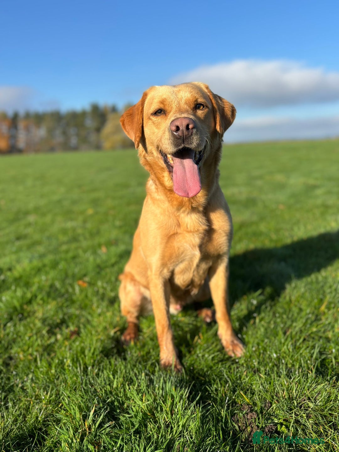 Labrador Retriever dogs for sale: Brockwell Gundogs  - Image 15