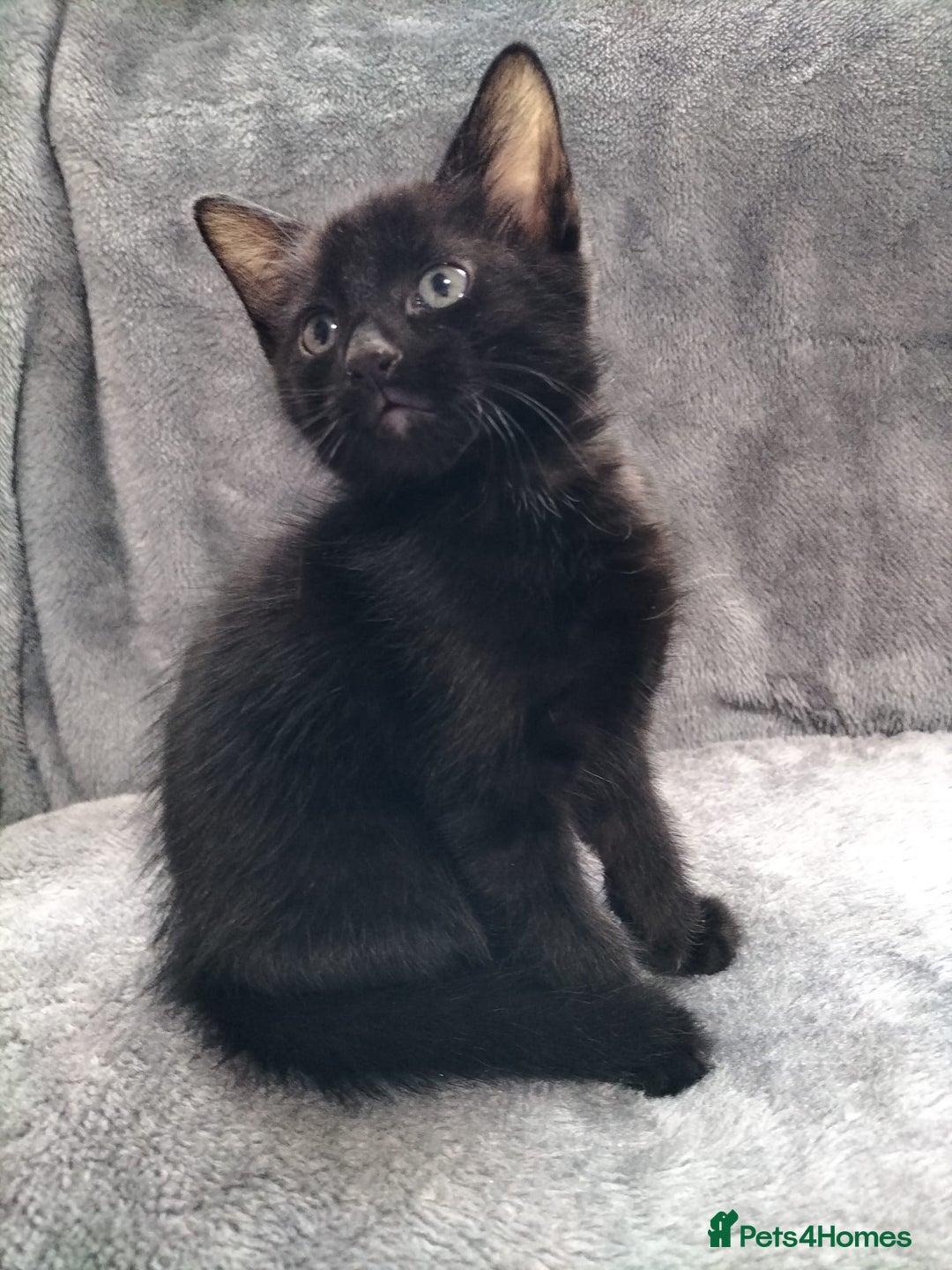 Mixed Breed cats for sale: 3 beautiful tux and black kittens for sale  - Image 9