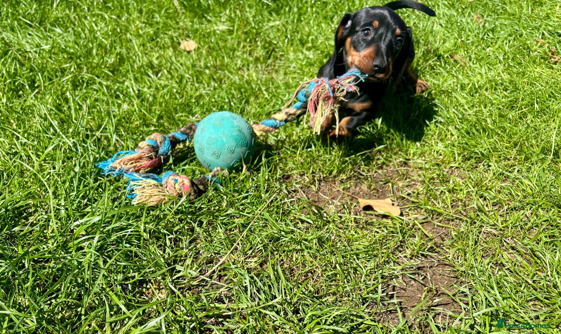 Miniature Dachshund dogs Adorable Miniature Dachshund Puppies! - Advert 1