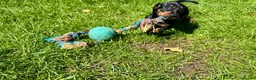 Miniature Dachshund dogs for sale: Adorable Miniature Dachshund Puppies! - Advert 11