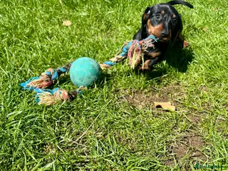 Miniature Dachshund dogs Adorable Miniature Dachshund Puppies! - Advert 4