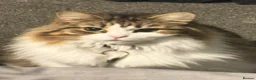 Mixed Breed cats for sale: Loving Home for Beautiful Tabby & white Girl - Advert 1