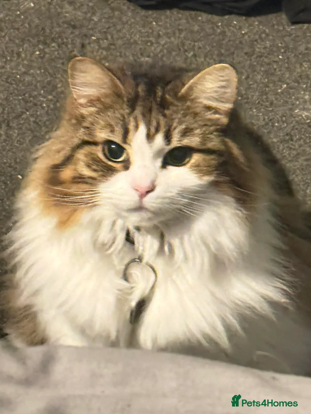 Mixed Breed cats for sale: Loving Home for Beautiful Tabby & white Girl - Advert 1