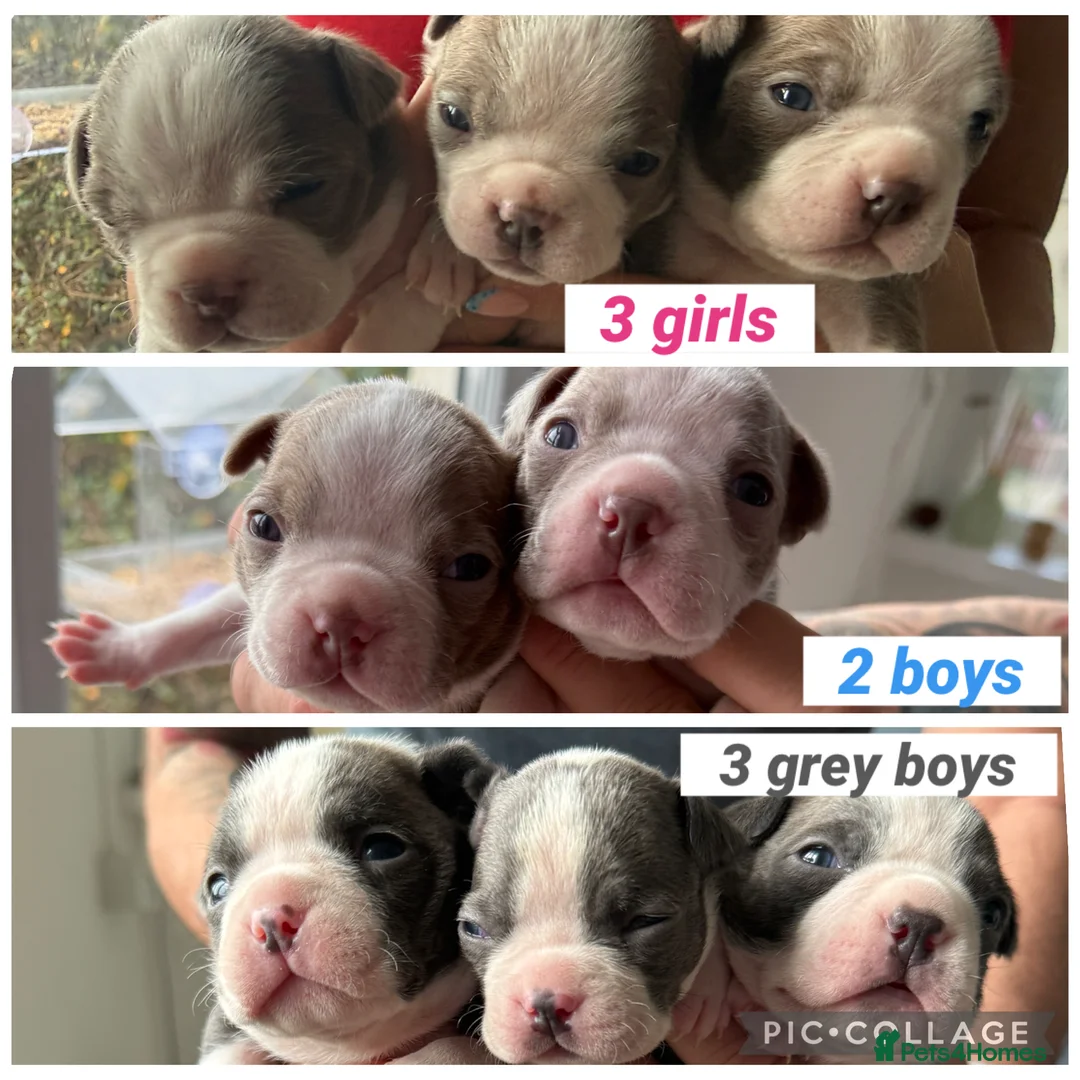 Boston Terrier dogs for sale: Boston Terrier Puppies  in Bude - Advert 1