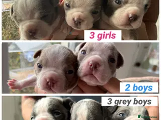 Boston Terrier dogs Boston Terrier Puppies in Bude - Advert 1