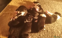 Border Collie dogs for sale: Beautiful litter of border collie puppies - Image 4