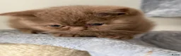 British Shorthair cats for sale: Stunning cinnamon British shorthair  - Advert 14