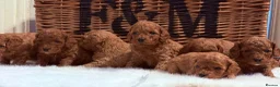 Cavapoo dogs for sale: Stunning deep red TOY cavapoo pups - Advert 7