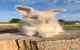 Angora rabbits for sale: Pedigree Full Faced & Maxi Faced English Angoras - Image 39