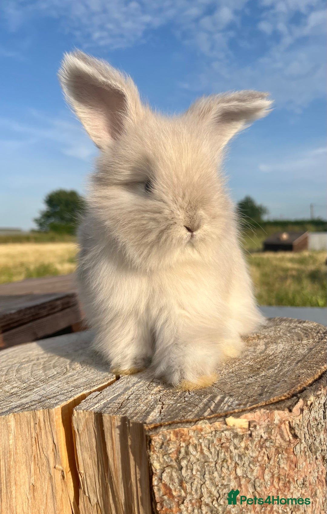 Angora rabbits for sale: Pedigree Full Faced & Maxi Faced English Angoras - Image 39