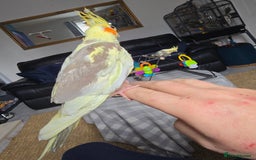 Cockatiels birds for sale: Handreared Cockatiels - Image 2