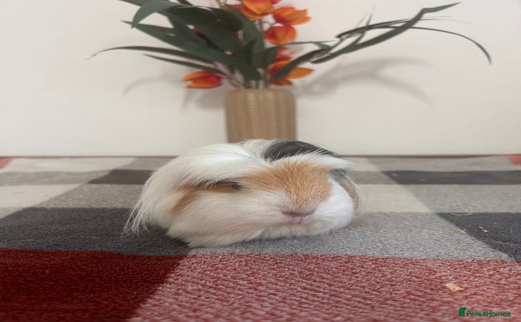 Guinea Pig rodents - Advert 1