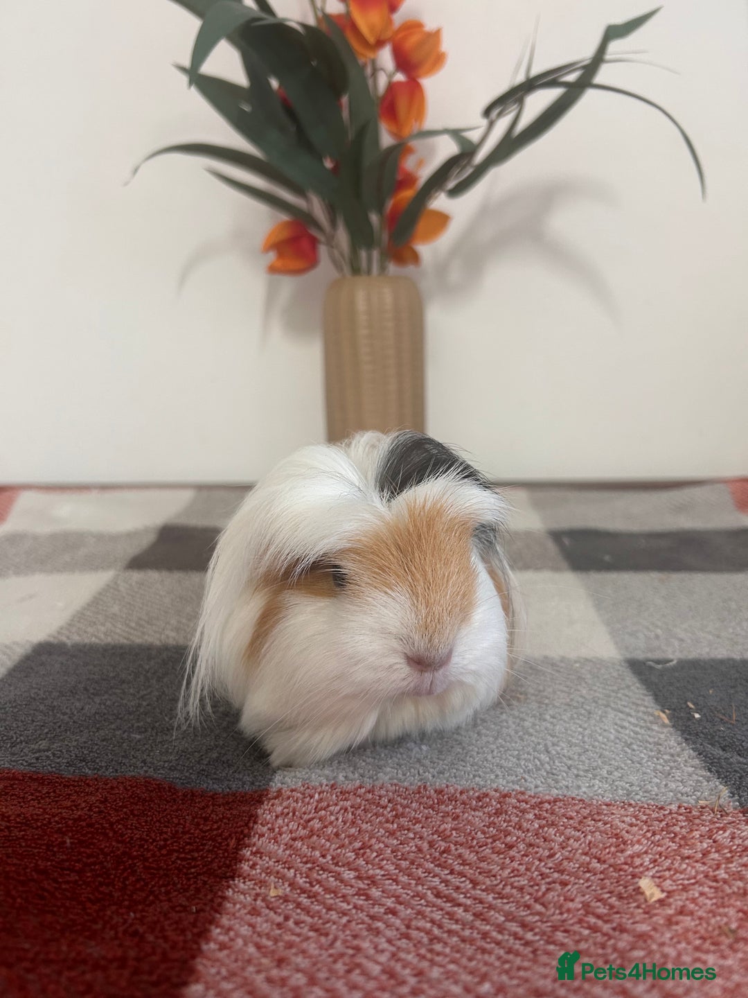 Guinea Pig rodents for sale: Female guinea pigs  - Image 1