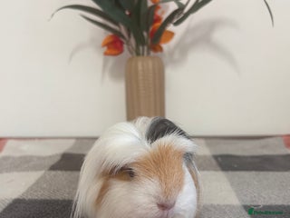 Guinea Pig rodents - Advert 22