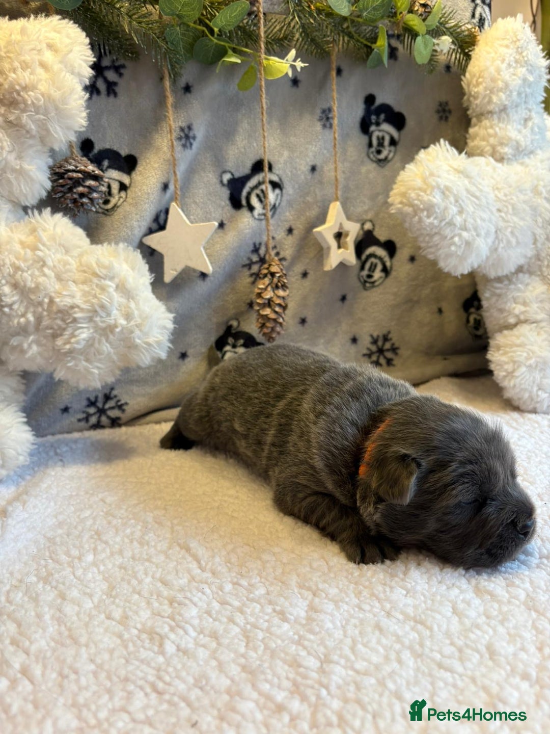 Mixed Breed dogs for sale: 🩷 STUNNING FRENCH CHOWS🩵 - Advert 6