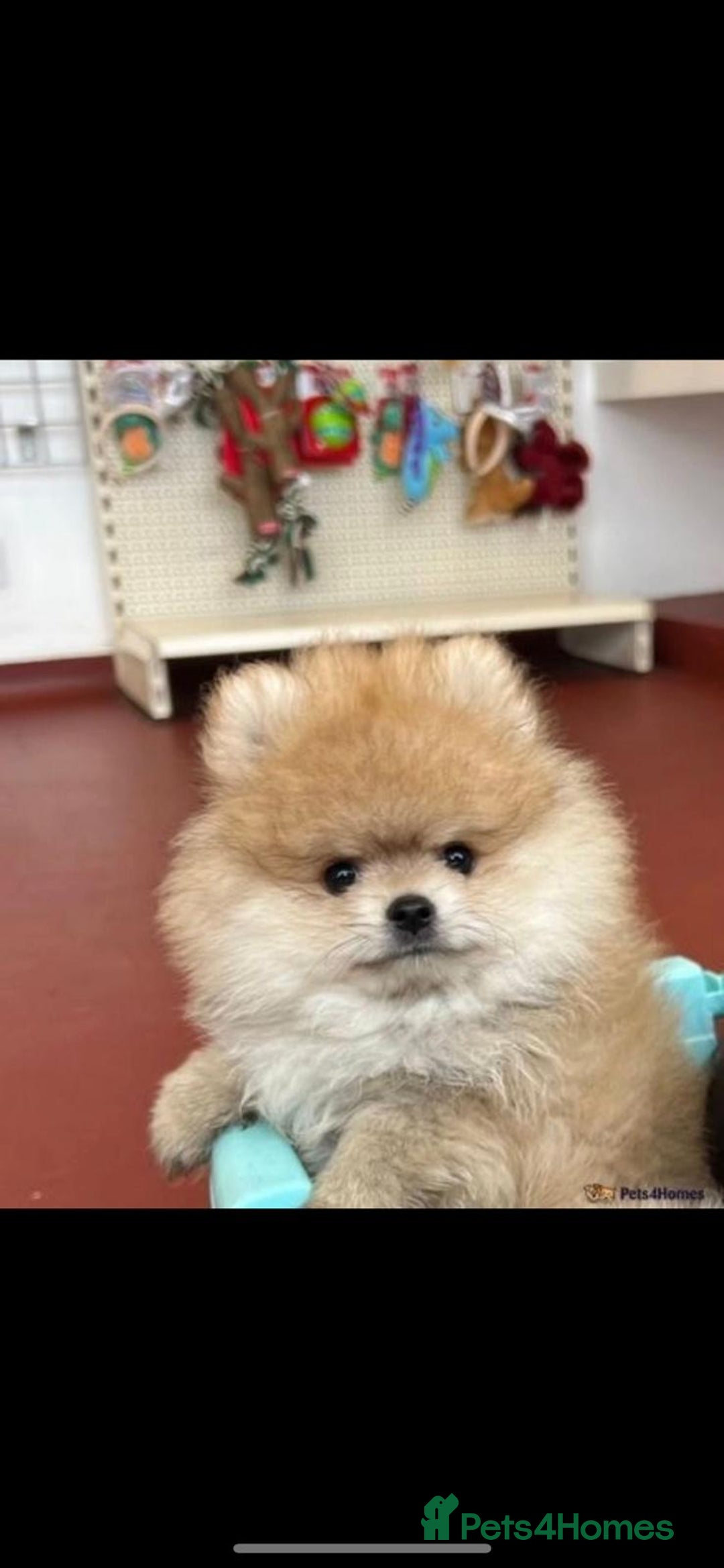 Pomeranian dogs for stud: KC PURE WHITE RUSSIAN POM  - Advert 8