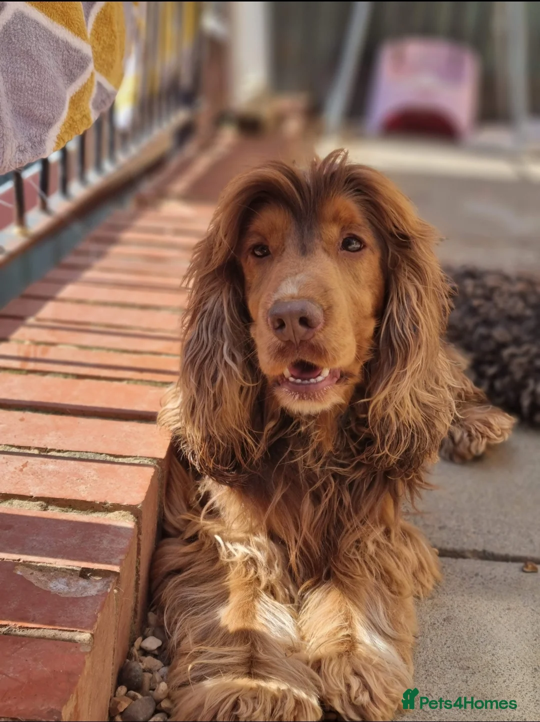 Cocker Spaniel dogs for stud: KC Choc Sable Cocker Spaniel  in Buckingham - Advert 4