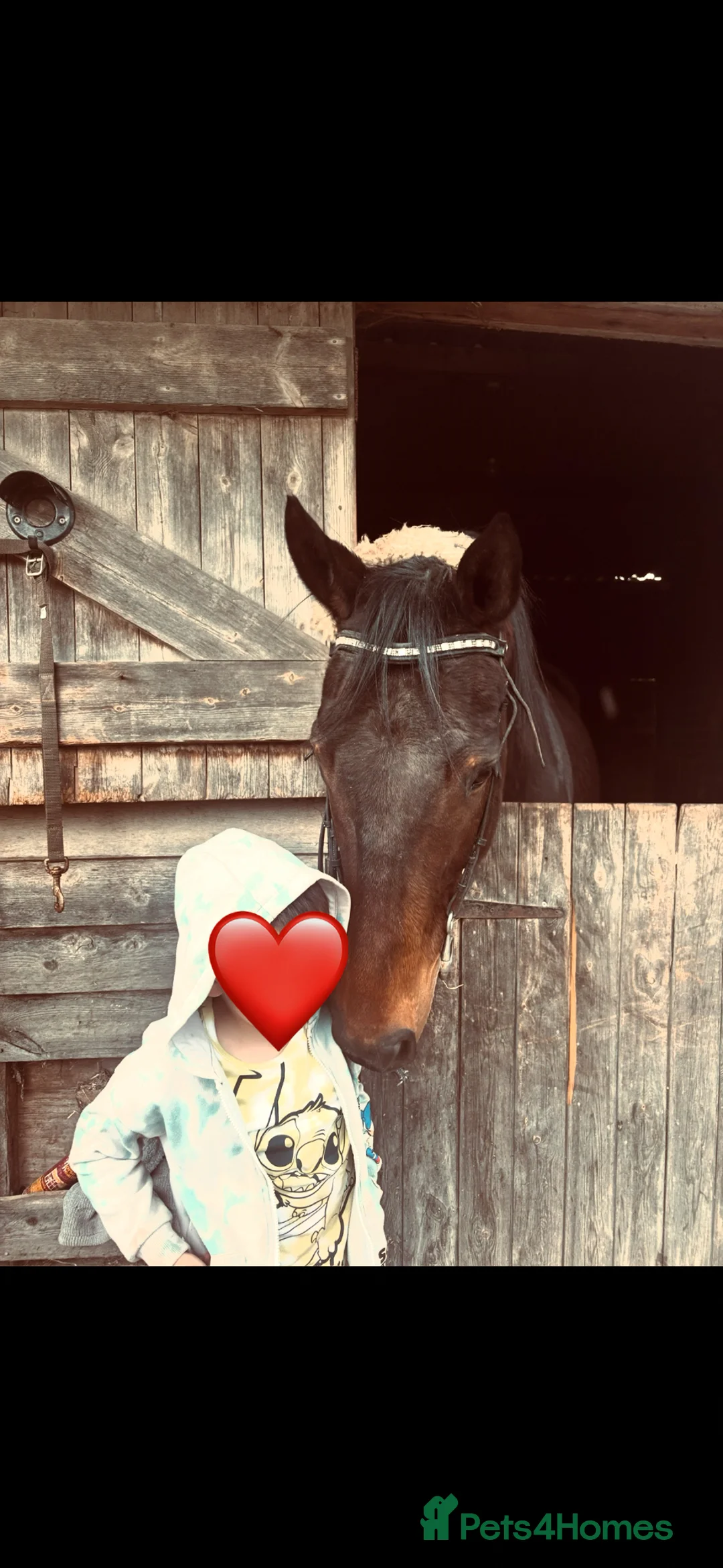 Irish Thoroughbred horses for sale: Super safe teenager dream horse  - Advert 38