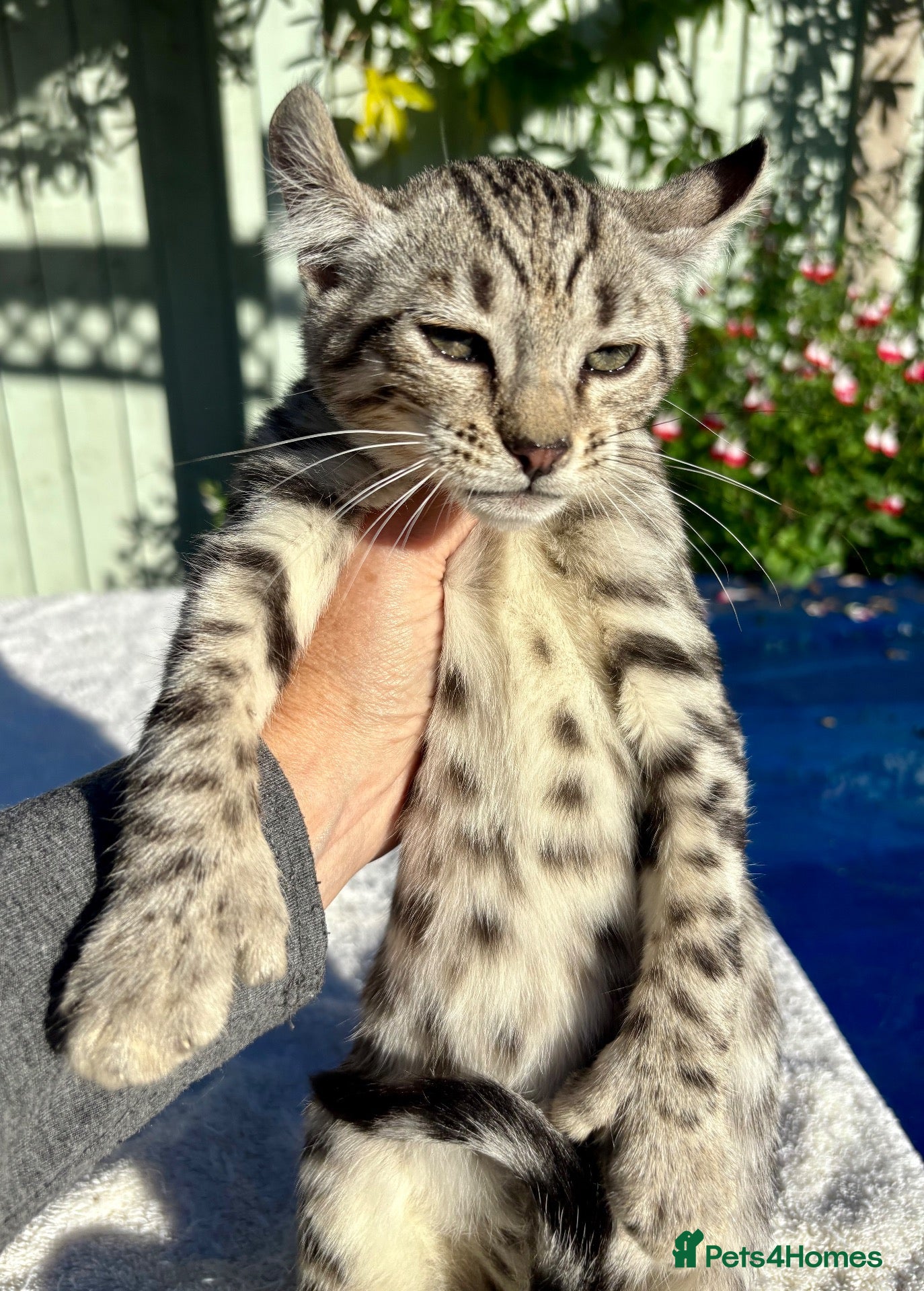Keetso cats for sale: Awesome rare silver polydactyl female  - Advert 1