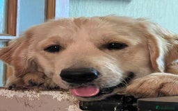 Golden Retriever dogs for stud: Golden Retriever for stud in Thirsk - Image 1
