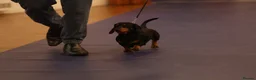 Miniature Dachshund dogs for stud: KC registered Miniature Dachshund Black and Tan - Advert 5