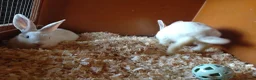 Mixed Breed rabbits for sale: Continental giant cross rex babies READY TO GO NOW - Advert 3