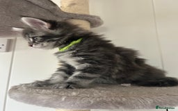 Maine Coon cats for sale: Pedigree GCCF reg Maine Coon kittens for sale  - Image 18