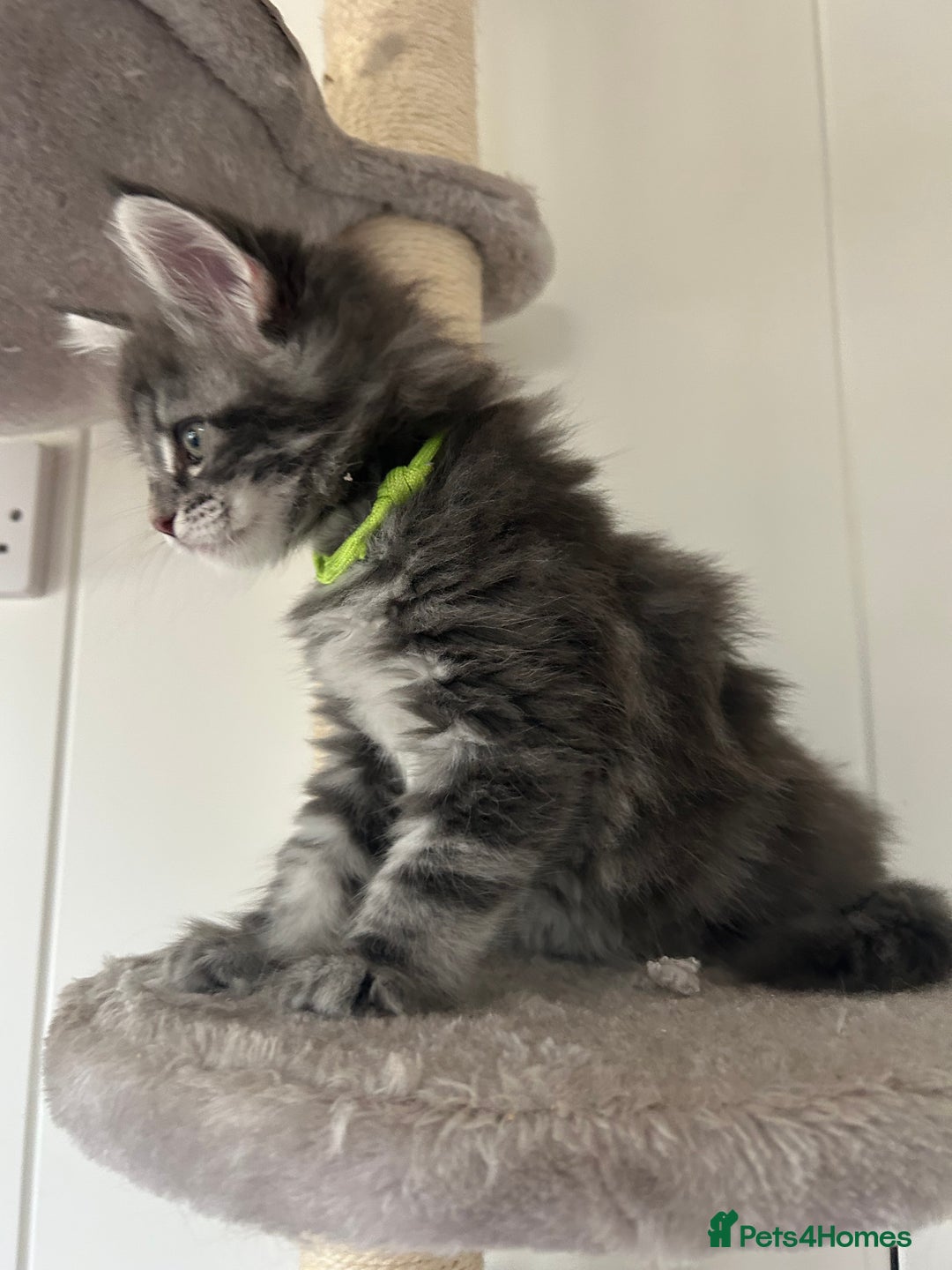 Maine Coon cats for sale: Pedigree GCCF reg Maine Coon kittens for sale  - Image 18