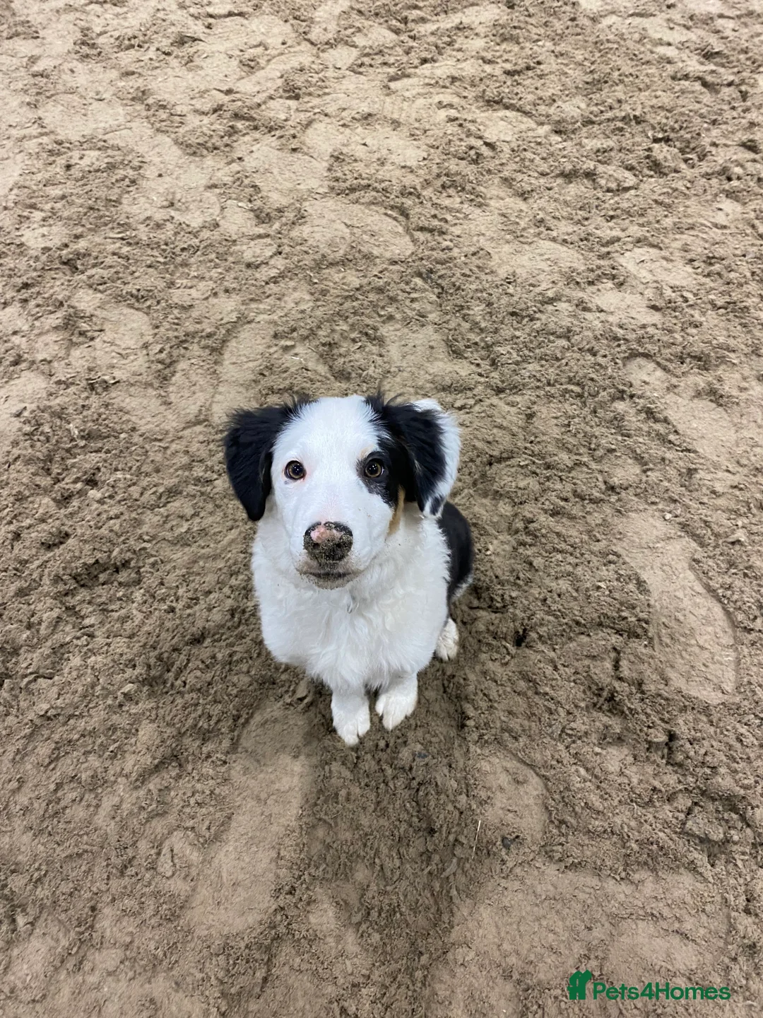 Border Collie dogs for stud: Tri coloured border collie for stud in Stafford - Advert 13