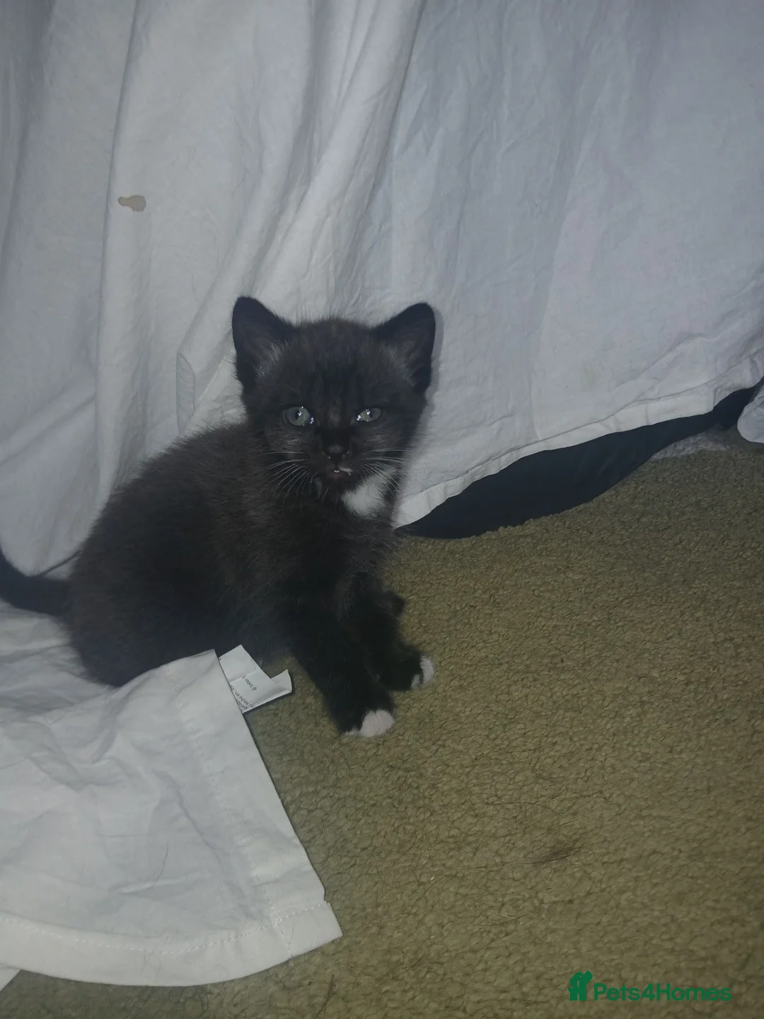 Mixed Breed cats for sale: Stunning kittens  in Basingstoke - Advert 2