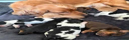 Cocker Spaniel dogs for sale: Beautiful Litter of Cocker Spaniels  in Kettering - Advert 12