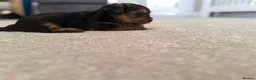 Yorkshire Terrier dogs for sale: Yorkshire Terrier  in Colchester - Advert 4