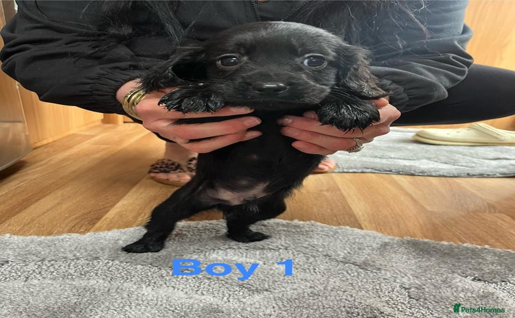 Cocker Spaniel dogs 7 Cavalier King Charles X Cocker Spaniel Puppies - Advert 13