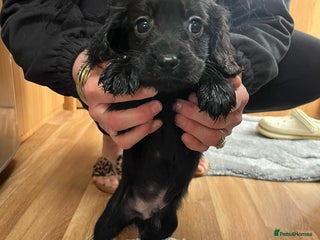 Cocker Spaniel dogs 7 Cavalier King Charles X Cocker Spaniel Puppies - Advert 14