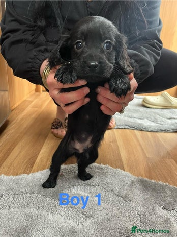 Cocker Spaniel dogs 7 Cavalier King Charles X Cocker Spaniel Puppies - Advert 13