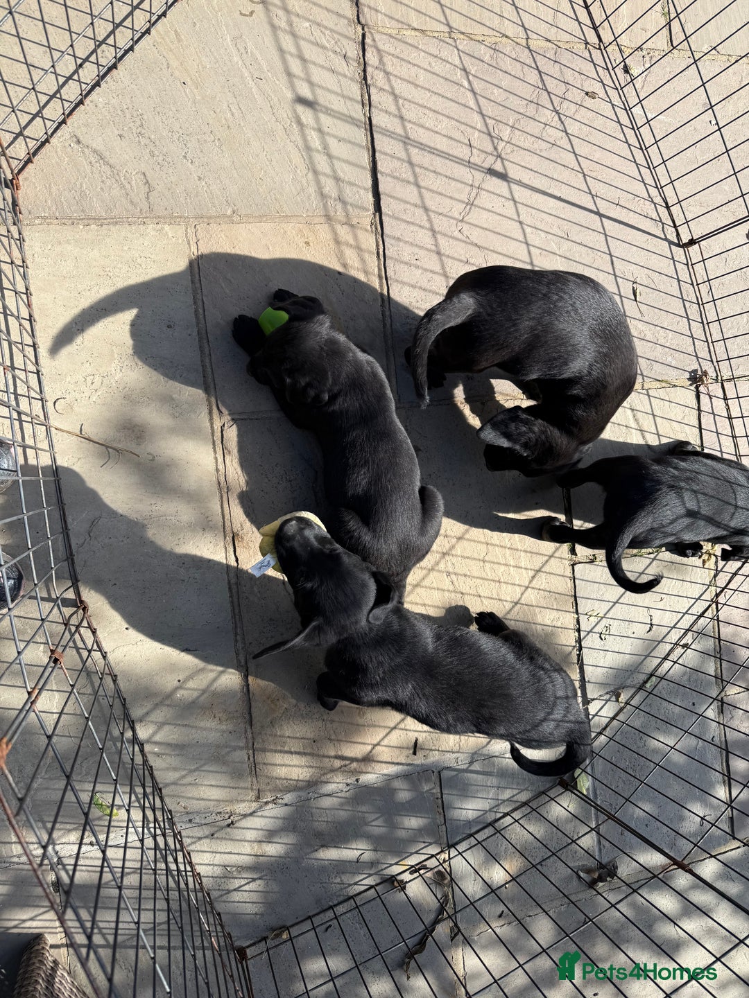 Labrador Retriever dogs for sale: Stunning black Labrador puppies  - Image 4