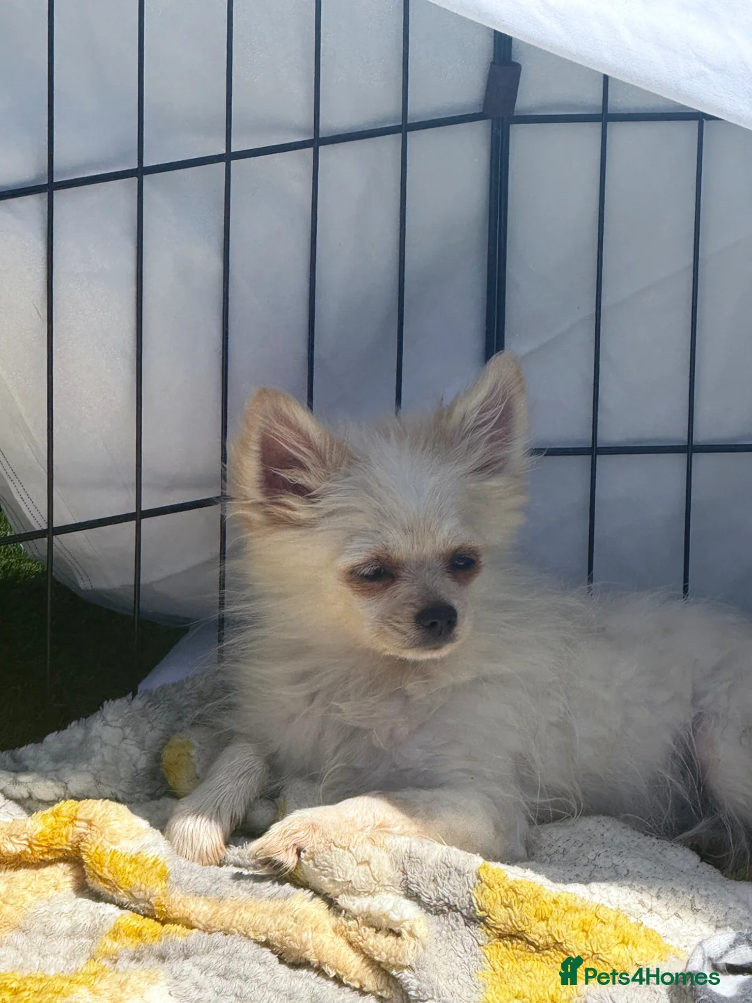Pomeranian dogs for sale:     💎 STUNNING POMERANIAN PUPPIES AVAILABLE NOW - Advert 9