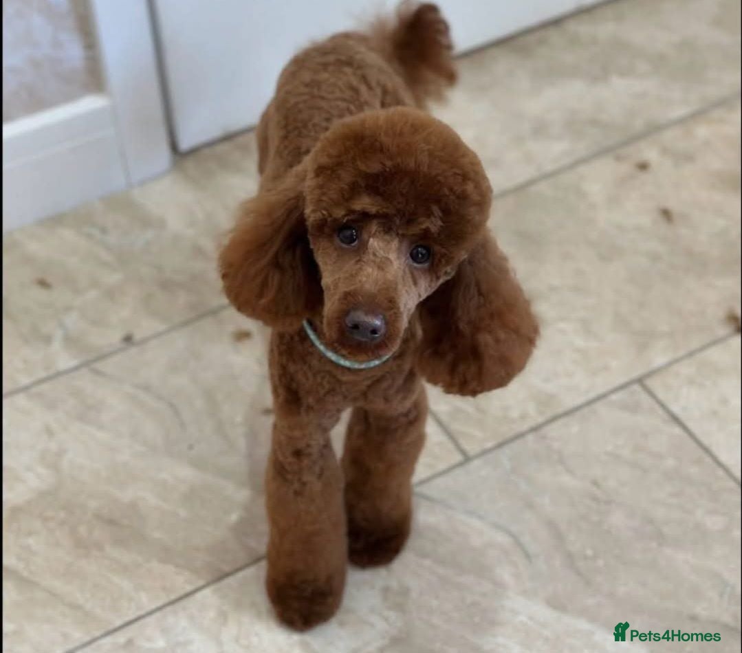 Cockapoo dogs F1B Cockapoos - Advert 2